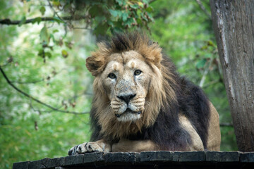 Naklejka na ściany i meble Portrait of male lion lying in a zoologic park