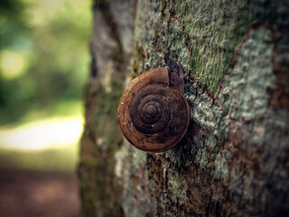 snail on a tree