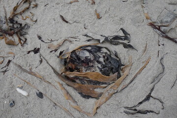 Seaweed as a close up on a sandy beach