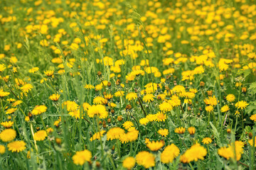 Obraz premium sunny meadow with yellow dandelion flowers