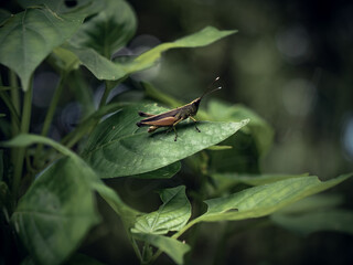 grasshopper on a leaf