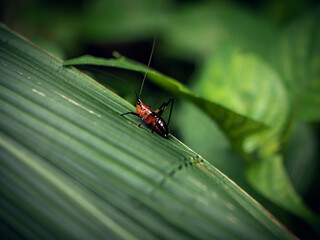 grasshopper on a leaf