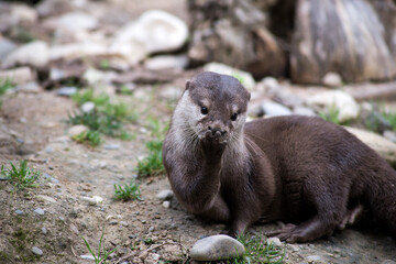portrait of wild otter in a zoologic park