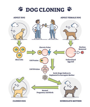 Dog Cloning Explanation As Artificial Egg Cell Fertilization Outline Diagram. Educational Labeled Puppy DNA Development Process Steps Scheme With All Creation And Evolution Stages Vector Illustration.