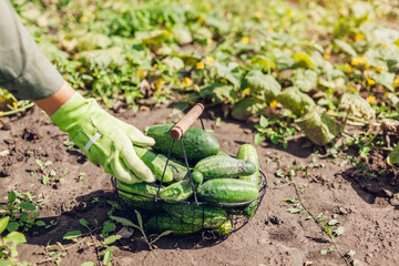Woman farmer harvesting cucumbers in kitchen garden. Gardener puts vegetables in basket. Growing healthy food