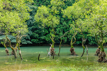 夏の不動池　福岡県糸島市　Fudo pond in summer Fukuoka-ken Itoshima city