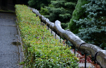 hedge cut into a rectangle 1m high. The fence that complements it is made of logs that are crooked...