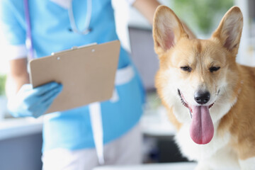 Veterinarian doctor conducts physical examination of dog concept