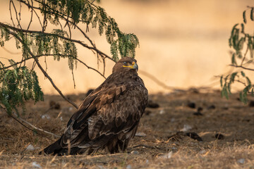 Steppe eagle or Aquila nipalensis portrait or closeup on ground in an open field during winter migration at jorbeer conservation reserve bikaner rajasthan India