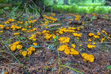hundred of fresh yellow chanterelles near a tree in the forest