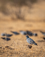 yellow eyed pigeon or Columba eversmanni or pale backed pigeon bird portrait