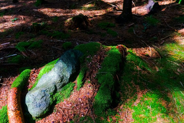 long rocks under green moss and many needles in a forest
