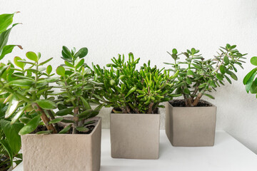Three green succulents in concrete pots standing on a white table