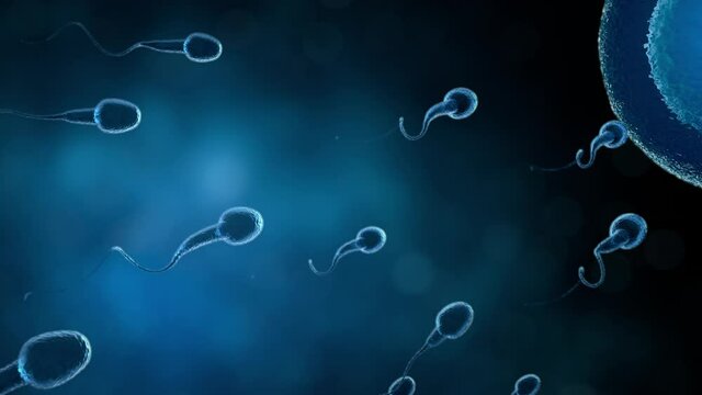 Sperm swimming to ovum cell with 3d rendering in laboratory science concept.