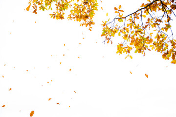 Oak tree branches against the white sky of autumn, winter. The yellowed leaves fall down. Seen from below