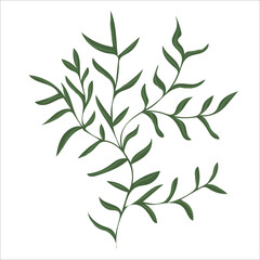 Hand drawn branch with leaves isolated on white background. Decorative floral element for your design. Vector illustration