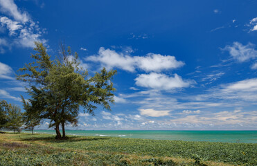 Sea scape view tree meadow sea with cloudy blue sky.