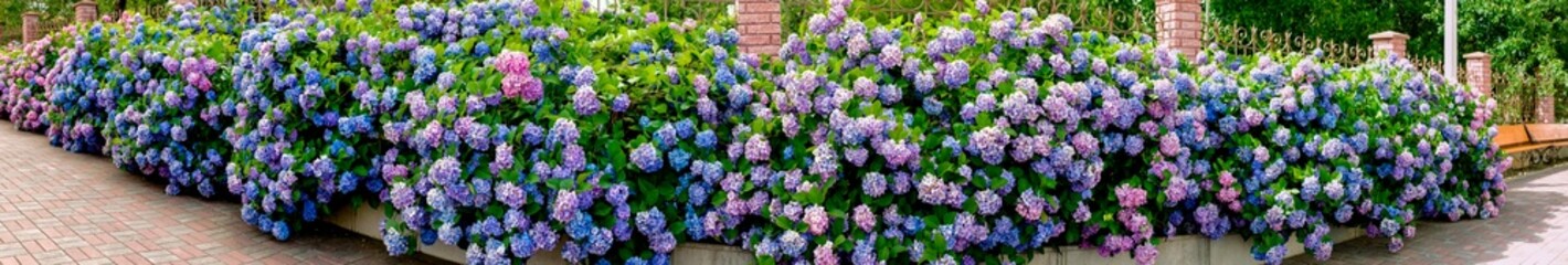 Panorama of hydrangea flowers in a city park. Blue and pink flowers in the city.