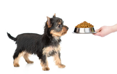 Owner feeds Yorkshire Terrier puppy with dry food. isolated on white background