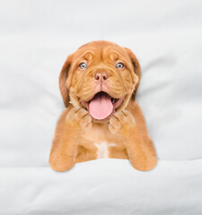 Funny yawning Mastiff puppy lying under white blanket on a bed at home. Top down view