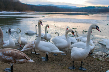 White swans stand in the water. Reflections of the golden sun in a blue pond.