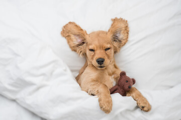 Sleepy English Cocker spaniel puppy lying on a bed at home and embraces toy bear. Top down view