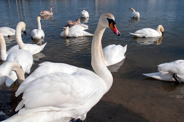 White swans stand in the water. Reflections of the golden sun in a blue pond.