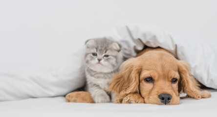 Tiny kitten and sad English Cocker spaniel puppy lying together under warm blanket on a bed at home. Empty space for text