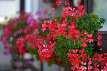 red blooming geraniums in the flower pot on the balcony