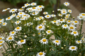 Fototapeta premium blooming white daisies growing in the garden
