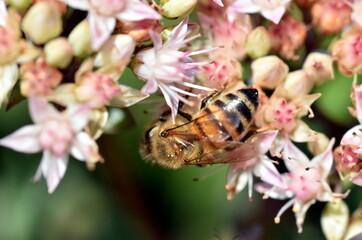Biene auf einer rosa Fetthenne 