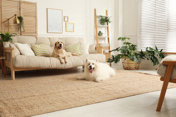 Adorable dogs resting in modern living room