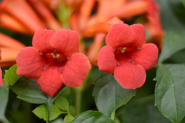 blooming red trumpet flower close up
