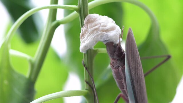 Time lapse of a Chinese Praying Mantis laying eggs case. 60 fps 