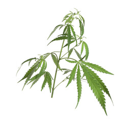 Fototapeta premium Lush green hemp plant isolated on white