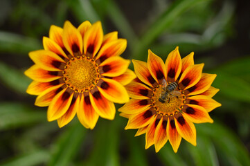 colorful blooming gazanias growing in the garden with a bee collecting pollen