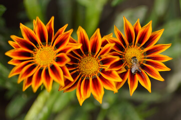 colorful blooming gazanias growing in the garden with a bee collecting pollen