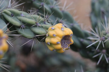 flor de nopal en oaxaca mexico