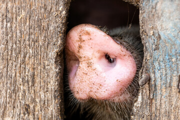 Pig farming raising and breeding of domestic pigs..