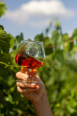 glass cognac hand vineyard summer