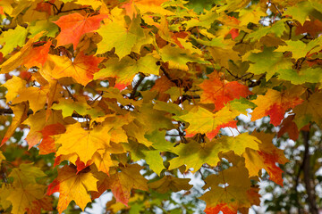 Colorful bright maple leaves in autumn, closeup