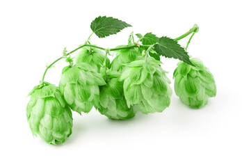 Sprig of fresh green hops isolated on white background