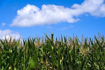 Close-up of corn field on a sunny summer day at City of Nyon. Photo taken August 28th, 2021, Nyon, Switzerland.