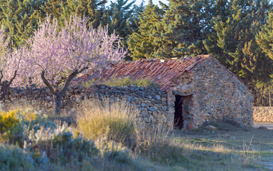 Vieja casa rural con almendro en flor cerca de la población de Torás,  en la provincia de Castellón. Comunidad Valenciana. España. Europa