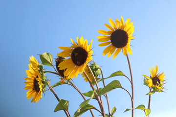 Beautiful sunflowers and bright blue sky. Selective focus.