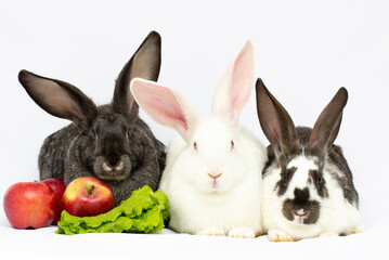 three bunny on a white background