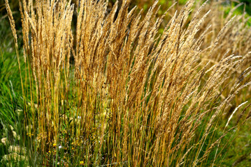 High grass at garden at the old town of Nyon on a sunny summer day. Photo taken August 28th, 2021, Nyon, Switzerland.