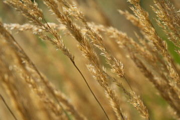 Fototapeta premium High grass at garden at the old town of Nyon on a sunny summer day. Photo taken August 28th, 2021, Nyon, Switzerland.