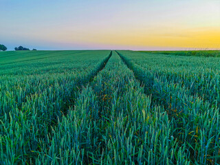 zielona zboże  © Katarzyna