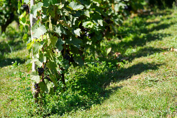 Close-up of beautiful vineyard at City of Nyon on a sunny summer day. Photo taken August 28th, 2021, Nyon, Switzerland.